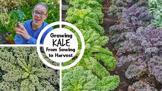 Growing Kale from Sowing to Harvest [upl. by Atibat]