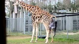 Giraffes Giving Birth at Zoo [upl. by Duwalt]