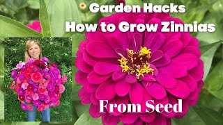 How to Grow Zinnias From Seed [upl. by Cliffes683]