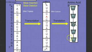 Introduction to Protein Synthesis [upl. by Nelleus]