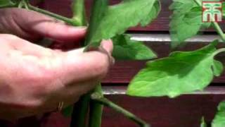 Sideshooting tomato plants video with Thompson amp Morgan [upl. by Rhiamon]