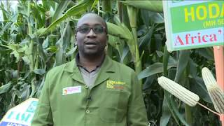 EASEED Agronomist giving tips on how to grow Maize [upl. by Lantha]