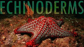 The Evolution of Echinoderms [upl. by Wittie]