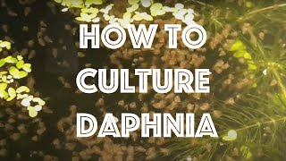 How To Culture Daphnia Magna [upl. by Leal487]