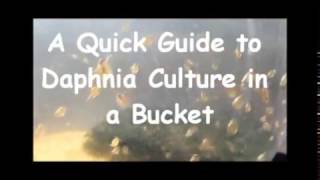 How to culture daphnia outside [upl. by Wang22]