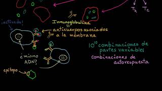 Linfocitos B células B  Khan Academy en Español [upl. by Eolcin442]