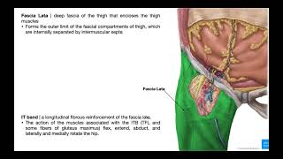 The Tensor Fascia Lata EXPLAINED [upl. by Solrak]