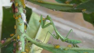 Small Praying Mantis eating aphids [upl. by Meeks]