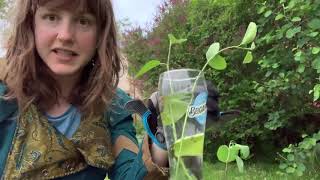 Saskatoon Berry Tree Propagation [upl. by Llewop]