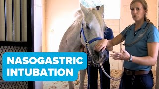 Equine Training Nasogastric Intubation [upl. by Sivert]