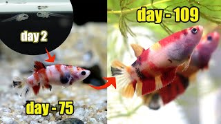 Betta Fish GROWTH  multicolor  from 0 day 109 [upl. by Immot]