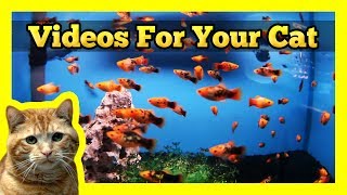 Videos for your Cat  Spotted Orange Mollies in a Fish Tank [upl. by Marijane774]