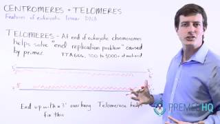 Telomeres Telomerase and their Function [upl. by Ynned666]