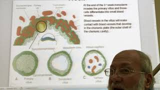 General embryology 16 Trophoblastic changes during the 3rd week  by Dr Wahdan [upl. by Namso]