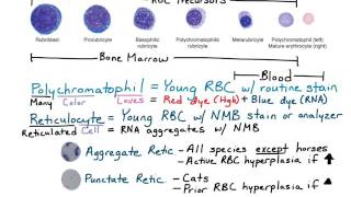 Reticulocytes amp Polychromatophils [upl. by Ahsinirt]