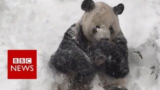 Excited Giant Panda Tian Tian enjoys Washington blizzard BBC News [upl. by Ahser329]