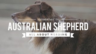 AUSTRALIAN SHEPHERDS ALL ABOUT HERDING [upl. by Brynn]