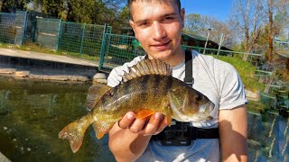 Prolecno Varalicarenje Bandara  Spring Perch Fishing Eng\Sub [upl. by Faxun]