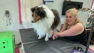 Grooming a matted Sheltie [upl. by Domini]