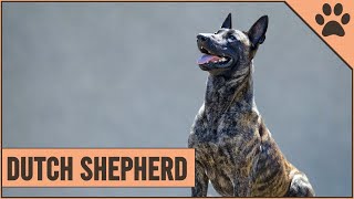 Dutch Shepherd Dog Breed Information [upl. by Strohbehn]