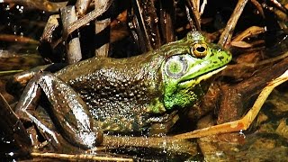 Bullfrog  American Bullfrog  Mating Call [upl. by Nnyleve569]