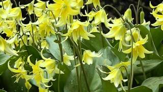 Erythronium Pagoda [upl. by Dryden559]