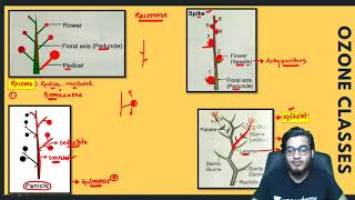 Types of Inflorescence Racemose Cymose Special type amp their Subtypes  Most Informative Video [upl. by Uhthna]