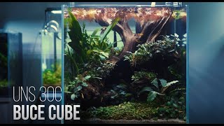 30C Buce Cube Aquascape [upl. by Wrigley523]