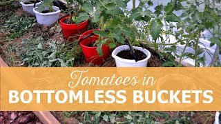 Tomatoes in bottomless buckets [upl. by Lopes]