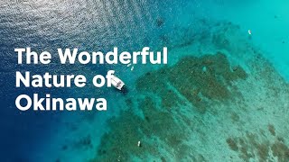 The Wonderful Nature of Okinawa [upl. by Nnaycart]