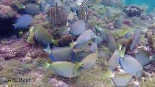 Ocean Surgeon Fish Blue Tangs and Parrot Fish in Same School Eating Algae [upl. by Geirk]