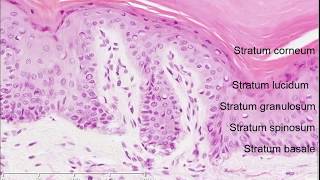 Histology of the Skin [upl. by Volin]