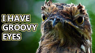 Potoo facts could just be a tree  Animal Fact Files [upl. by Ahsena]