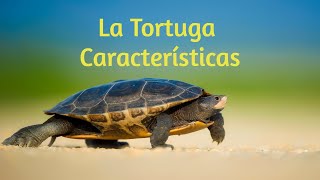 La Tortuga  Características Se protegen escondiéndose en su caparazón [upl. by Fasto519]