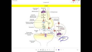glutamato gaba [upl. by Fransis]