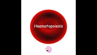 Part 1 Haematopoiesis  Hematopoiesis [upl. by Aydidey]