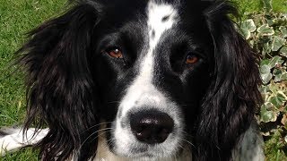 Why To Get An English Springer Spaniel [upl. by Fenner]