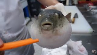 Pufferfish eats carrot full video [upl. by Tabshey698]