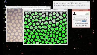 How to do Image Thresholding in ImageJ [upl. by Ybrik43]