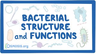 Bacterial Structure and Functions [upl. by Elspeth]