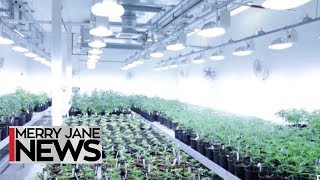 Blaze Boston Heres an Inside Look at Ermont Dispensarys Grow Operation  MERRY JANE News [upl. by Farmelo]