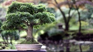 Bonsai trees [upl. by Karalee]