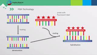 Fluorescent In Situ Hybridization FISH Assay [upl. by Adnawyek]