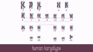 Genes and Chromosomes [upl. by Huggins452]