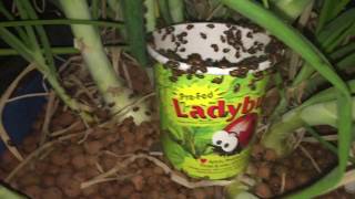 Killing Aphids with Killer Ladybugs [upl. by Hayotal]