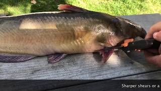 How to fillet channel Catfish  FAST amp EASY [upl. by Uah648]