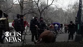 Carriage horse dies after collapsing in Central Park [upl. by Strauss205]