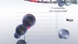 The Pyrosequencing Reaction Cascade System [upl. by Slein998]