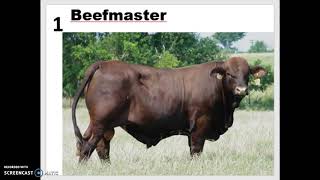 Beef Cattle Breeds 110 [upl. by Watkin917]