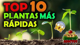 Los 10 Cultivos Que Crecen Más Rápido 🌱Huertos Urbanos  Huerto Adictos [upl. by Manlove]